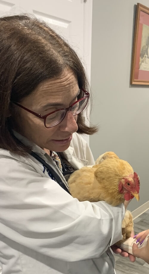 Dr. T with a chicken patient at our Blairstown, NJ exotic animal veterinary hospital