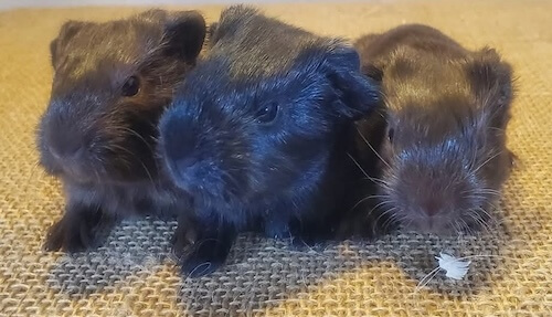 Guinea pigs at our Blairstown, NJ exotic animal veterinary hospital