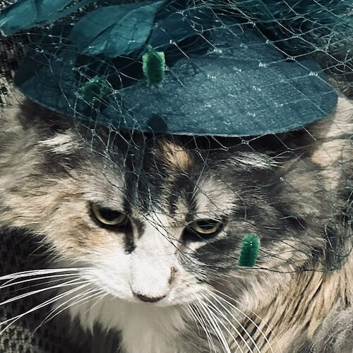 Penelope's cat