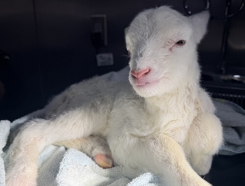 Lamb at our Blairstown, NJ exotic and farm animal veterinary hospital
