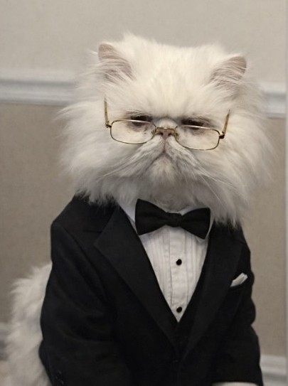 Asian cat in a tux sort of animated