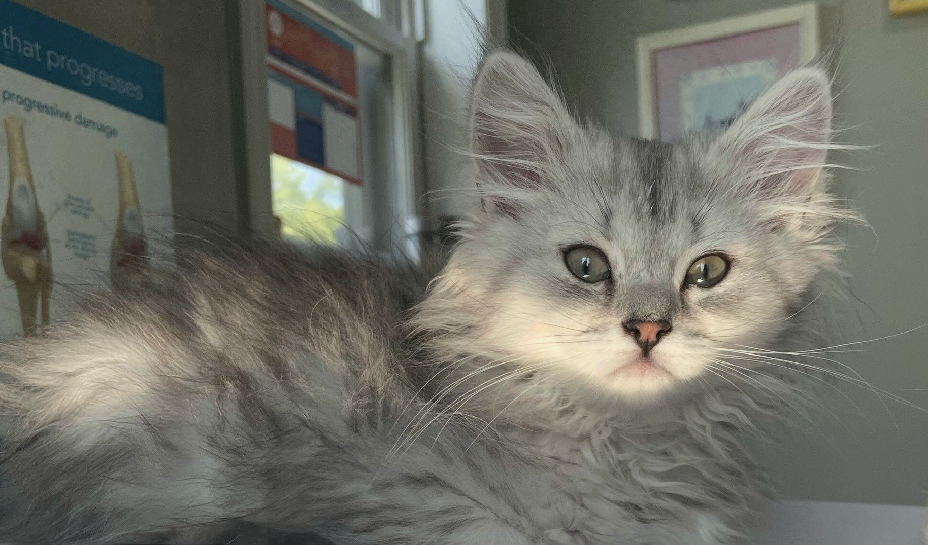 Kitten at the vet
