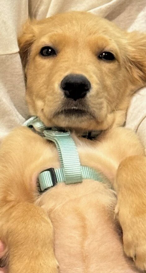 Puppy being cute and laying on its back 
