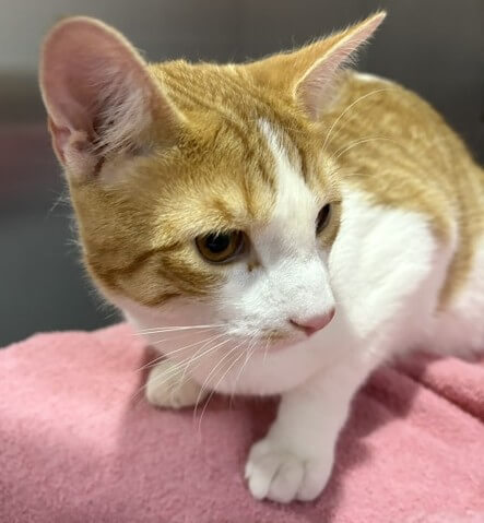 Cat named Cisco