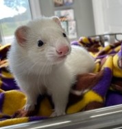 Ferret