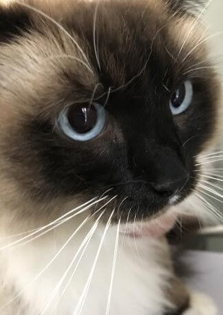 General cat wellness