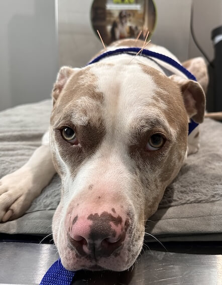 George the pitbull during acupuncture