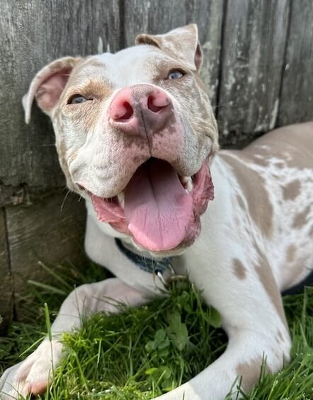George the pitbull after acupuncture