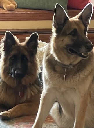 German Shepard adult dog