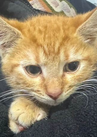 Ginger kitten