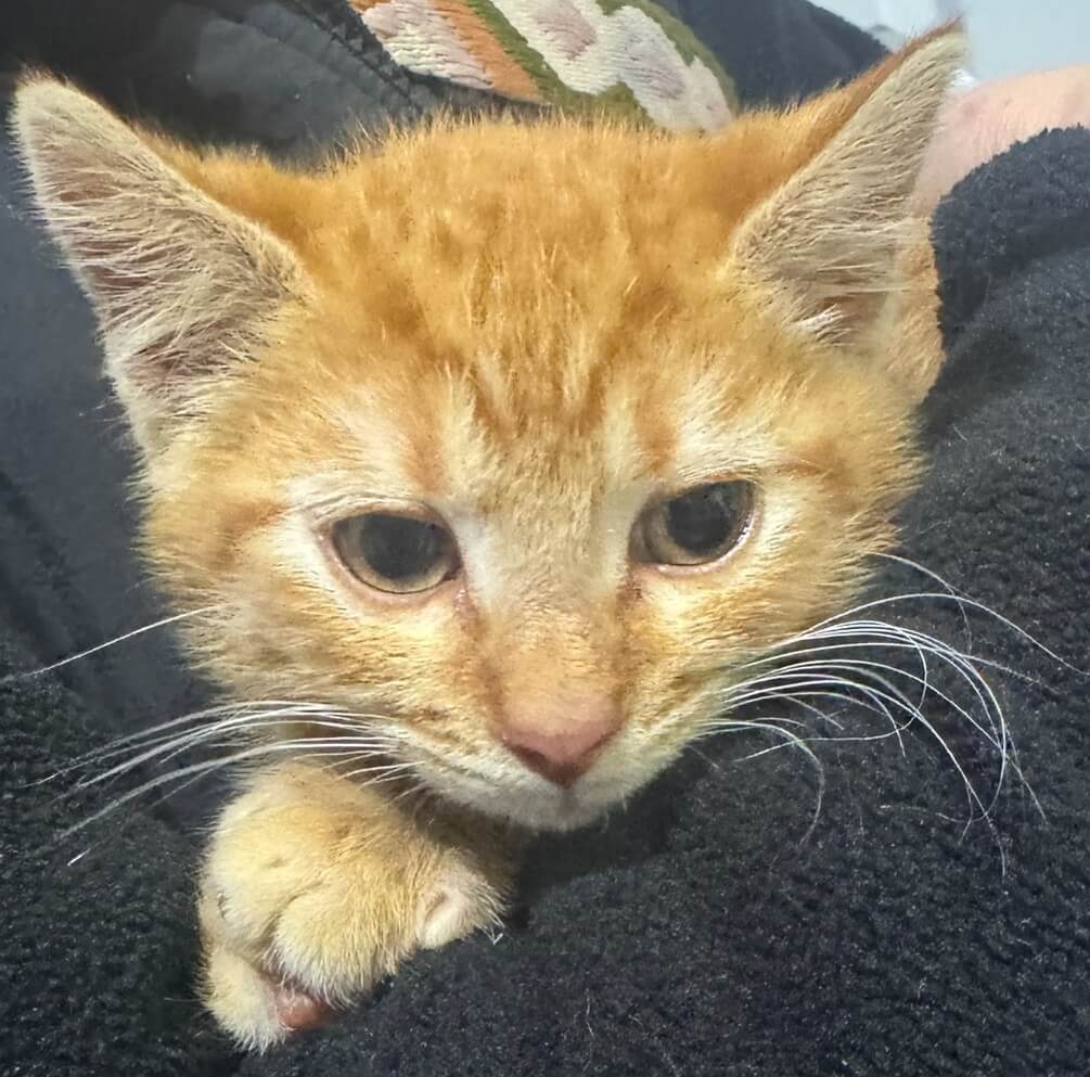 Ginger kitty in a persons arms
