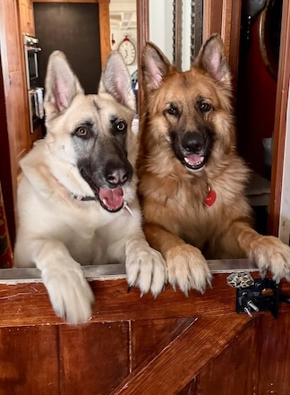 Dogs standing up on a half door looking outside