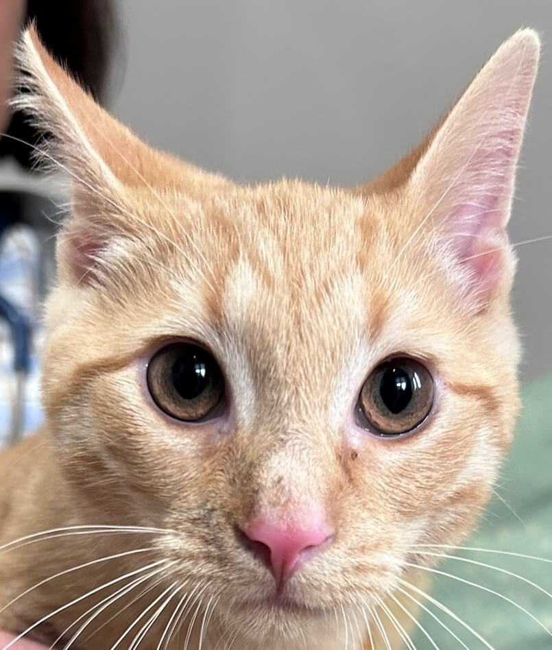 Ginger kitty with its ears pushing back its alert