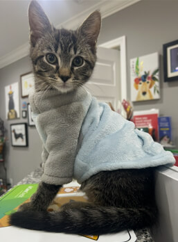 Kitten sitting on the front desk