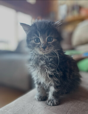 Grey kitten so tiny and cute