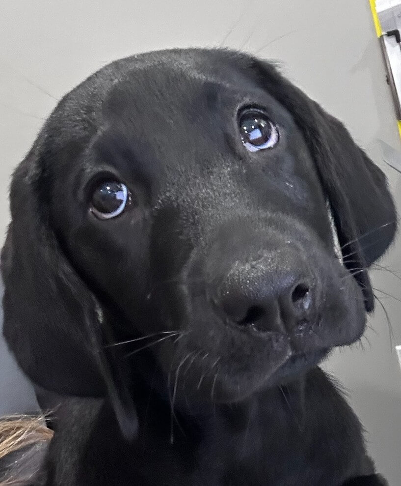 Black lab