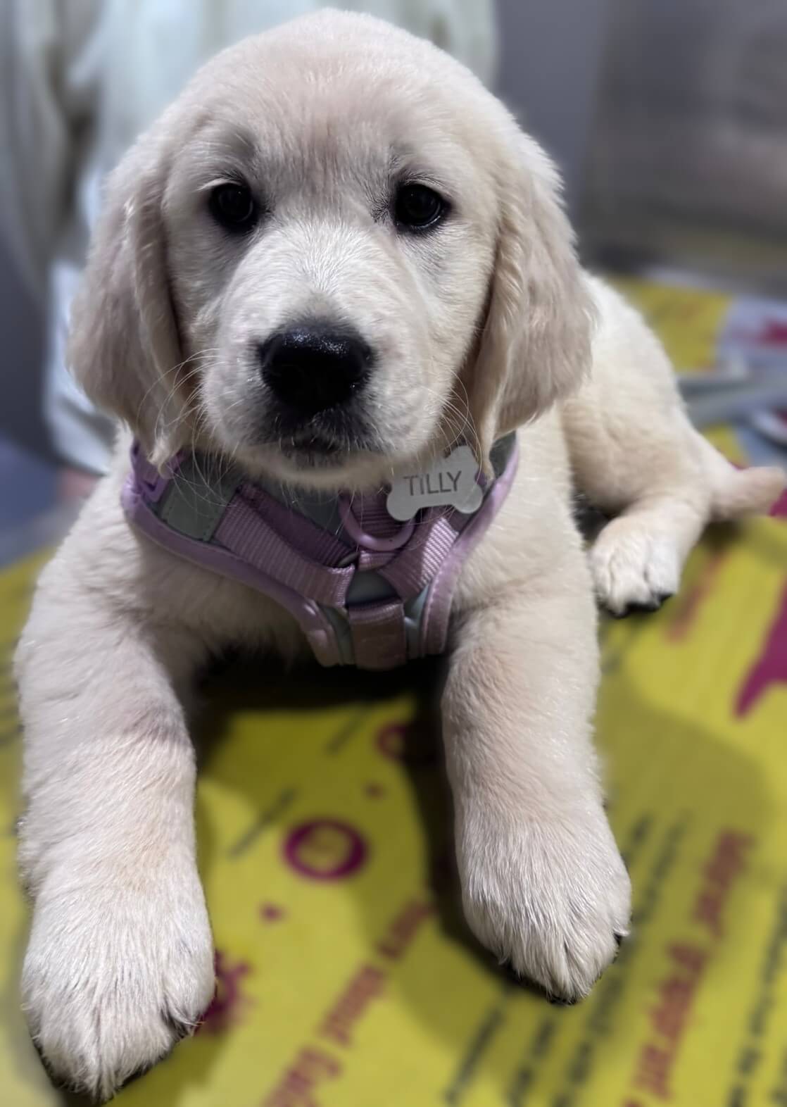 Puppy named Tilly