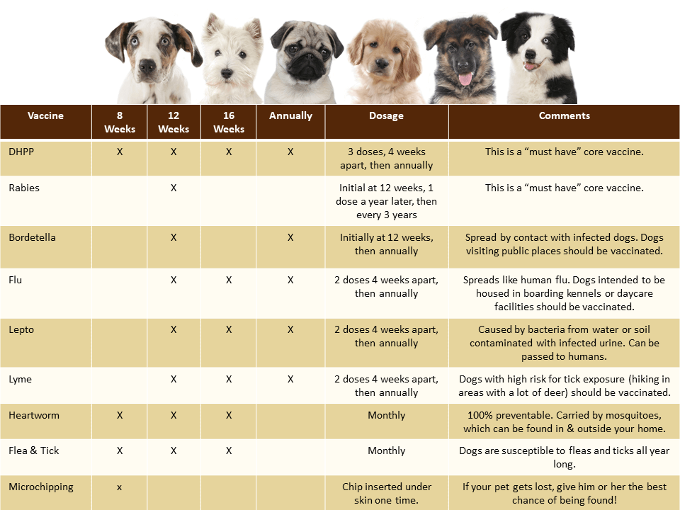 Canine Vaccine Schedule