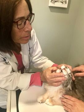 pet dental care