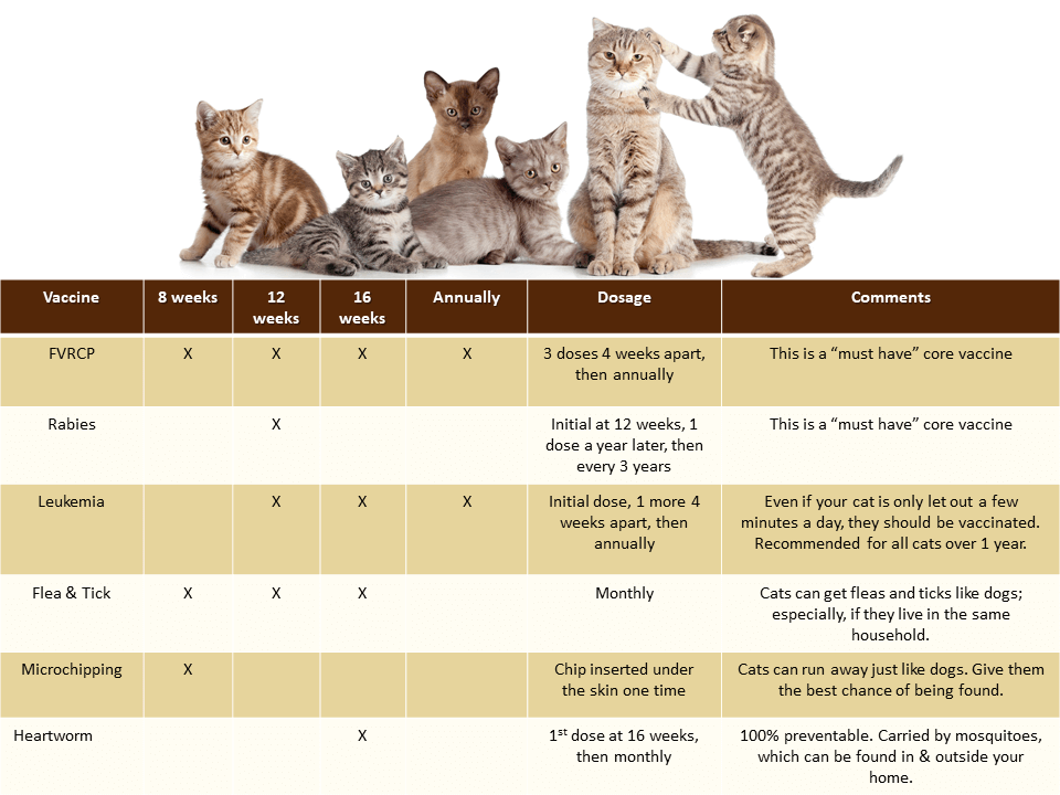 Feline Vaccines Schedule