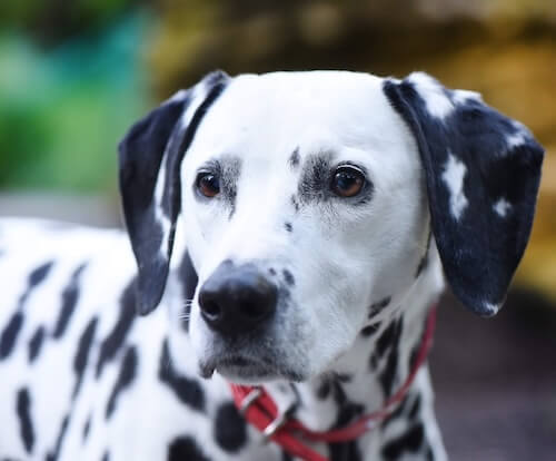 Dalmatian dog 
