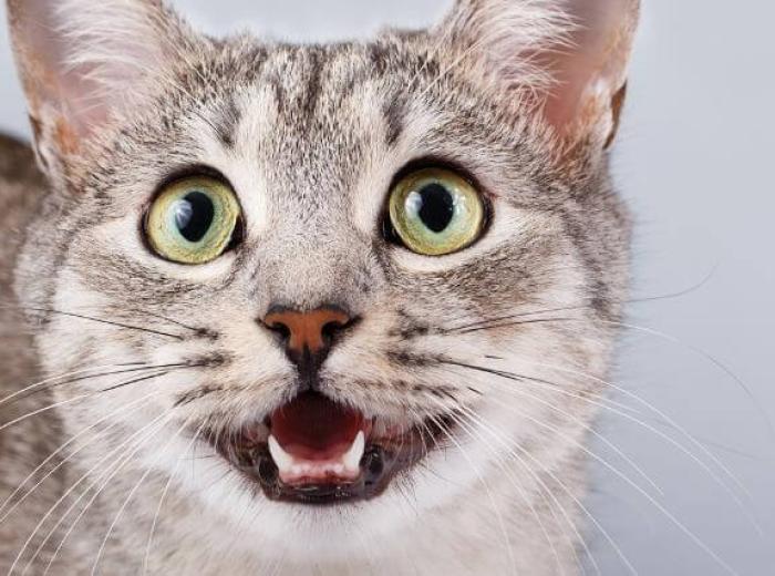9 Cat Preventive Care Tips Every Owner Should Know