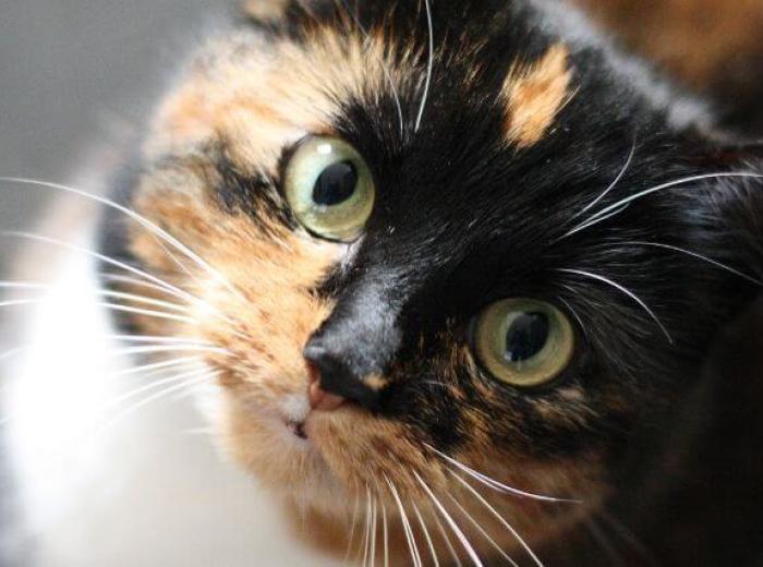 Cat Wellness Exams