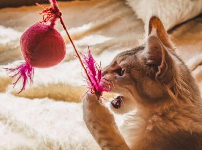 Feline Enrichment: Creating A Happier, Healthier Cat