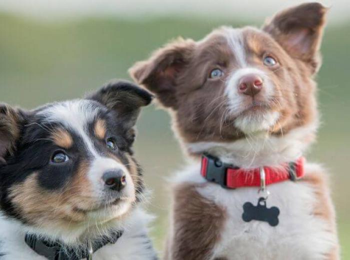 The Ultimate Guide to Puppy and Dog Vaccine Schedules