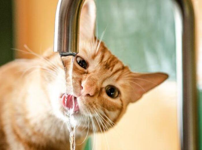 Is My Cat Dehydrated?
