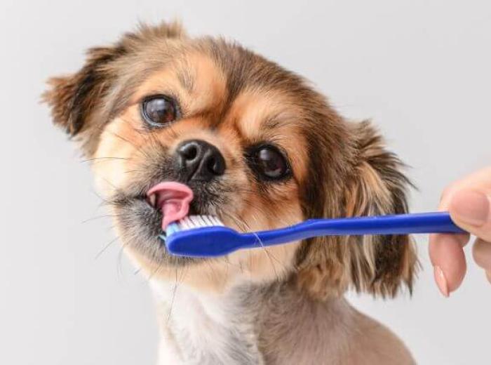 Why Preventative Dental Care Matters for Dogs & Cats