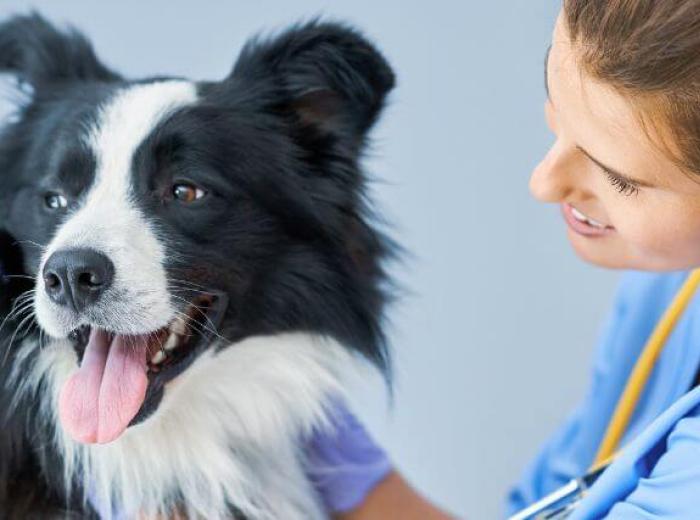 Vaccinology 101: Vet Recommendations for Dog Vaccinations