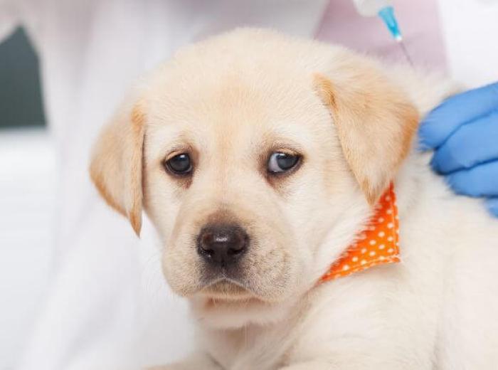 What Happens If You Don't Vaccinate Your Pet?