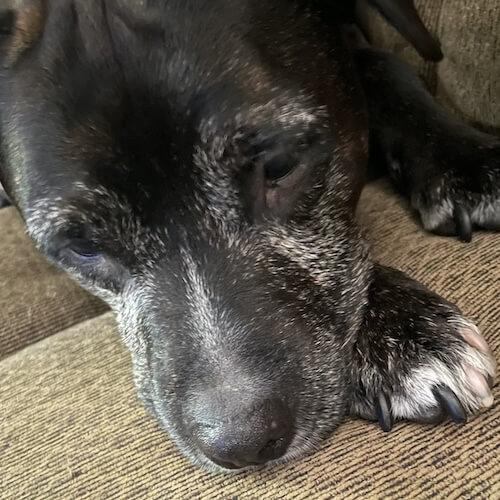 Dog sleeping on the couch 