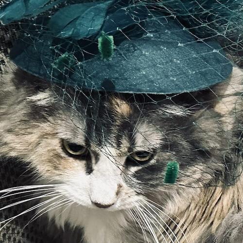 Penelope's cat